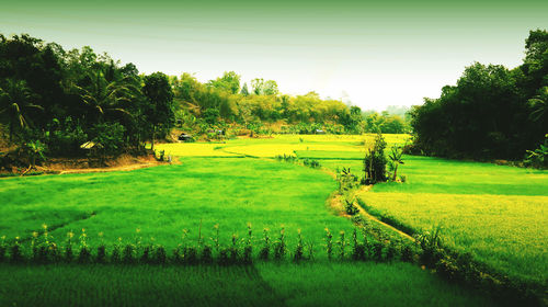 Scenic view of agricultural field against sky