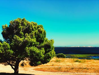 Trees on field against clear blue sky