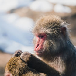 Close-up of monkey looking away