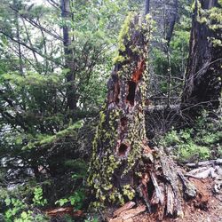 Trees in forest