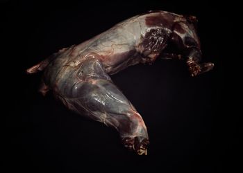 Close-up of fish underwater