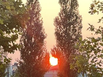 Low angle view of trees against sky during sunset