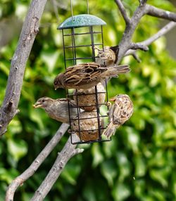 Close-up of bird perching on tree