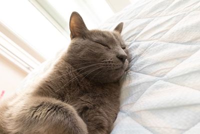 Close-up of cat relaxing at home