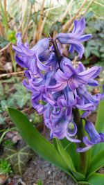 Close-up of purple flowers