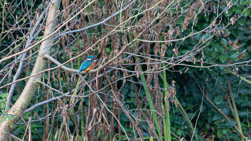 Bird perching on a tree