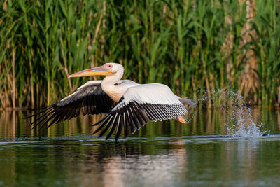 Bird flying over lake