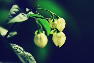 Close-up of flowering plant