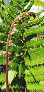 Close-up of fern growing on tree