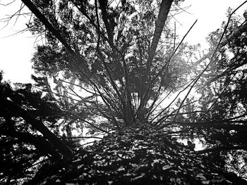 Low angle view of silhouette trees in forest against sky