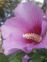 Close-up of fresh pink flower blooming outdoors