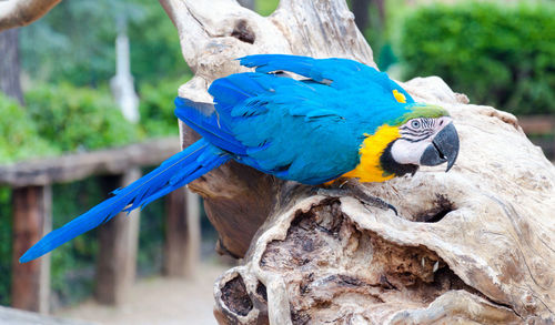 Close-up of blue-and-yellow macaw perching on wood