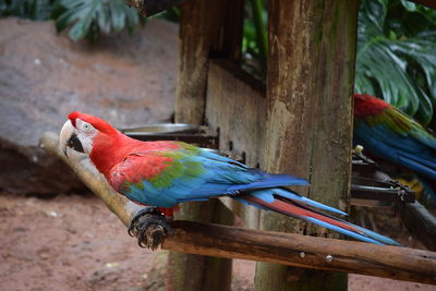 Close-up of parrot perching on wood