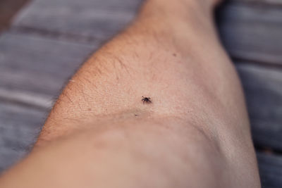 Close-up of insect on hand
