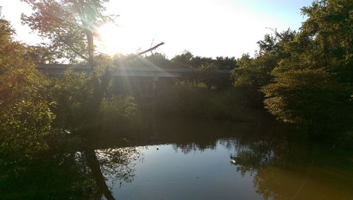 Sun shining through trees in park