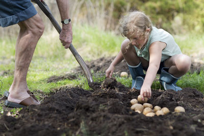 Girl with grandfather planting potatoes, sweden