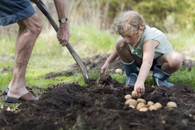 Girl with grandfather planting potatoes, sweden