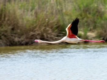 Bird flying over lake