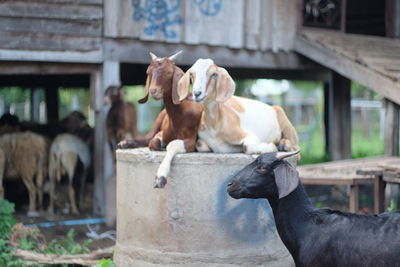 Goats at farm