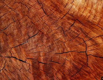 Full frame shot of tree stump