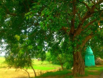 Trees on grassy field