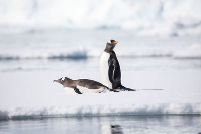 Side view of two birds in sea