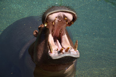 Hippopotamus in the water in fuerteventura zoo, spain