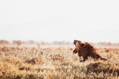 Side view of lion yawning on field