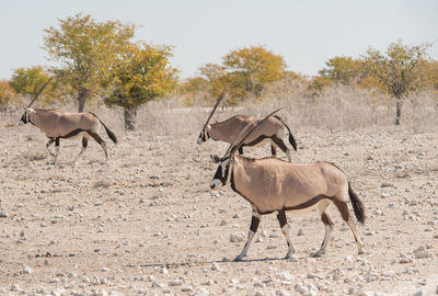 Oryx antelope in the etosha national park namibia south africa