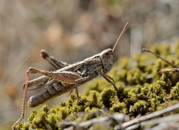 Close-up of grasshopper on moss