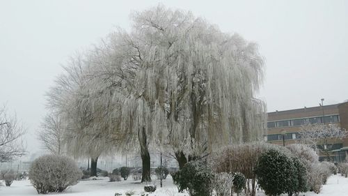 Panoramic shot of frozen trees against clear sky