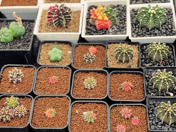 High angle view of potted plants for sale