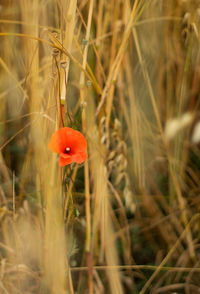 Close-up of red poppy flower on field