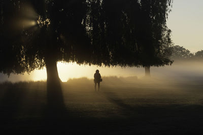 One woman walks past a weeping willow tree on a misty morning at sunrise