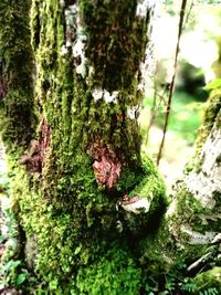 Close-up of moss growing on tree trunk