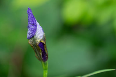 Close-up of purple flower