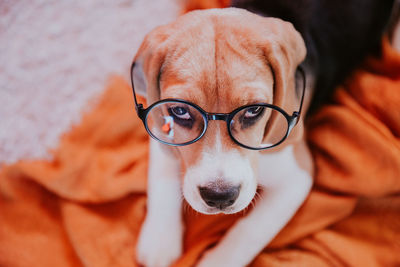 Close-up portrait of dog wearing eyeglasses