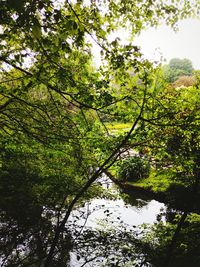 Trees by lake in forest against sky