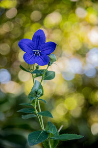 Close-up of purple flowering plant