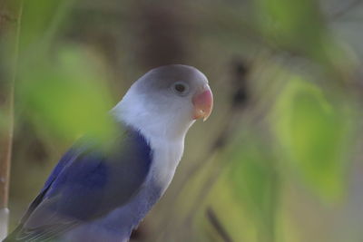 Close-up of parrot perching on plant