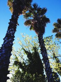 Low angle view of tree against sky