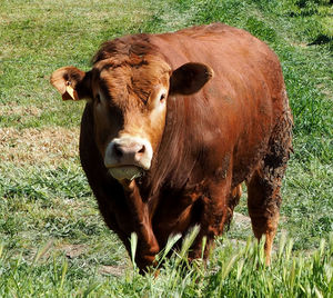 Portrait of cow standing on field