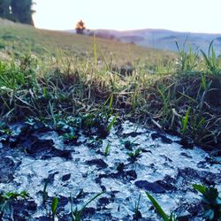 Surface level of grass on field