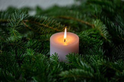 Close-up of lit candle on plant