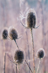 Close-up of dried thistle