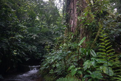 Scenic view of forest