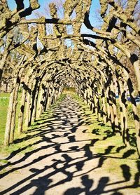 Shadow of trees on footpath