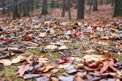 Autumn leaves fallen on grass in forest