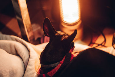 Close-up of a dog resting on bed beside electric heater in winter night 