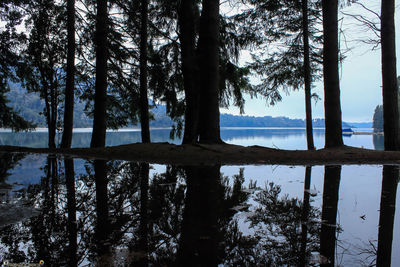 Scenic view of lake in forest